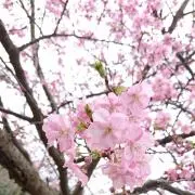 ヒナの画像