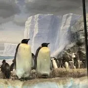 ゆちゃの画像