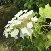 りんごもちの画像
