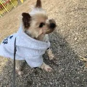 はっさくの画像