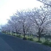 自家製TOMATO