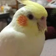 さなえ