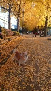 のん　お値下げ交渉〇の画像