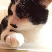 にゃんちーの画像