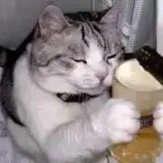 よんの画像