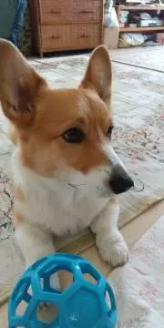 モコの画像