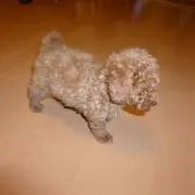 ゆう