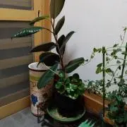 もちとかばの画像