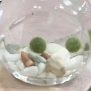 ともぞうの画像