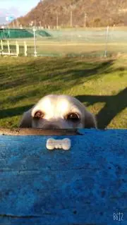 Yの画像