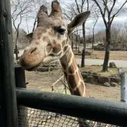 くるみの画像
