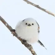 カルビちゃんの画像