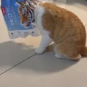 Яの画像