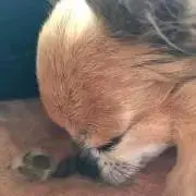 モカちんの画像