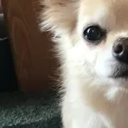 iaの画像