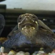 ここ ☆購入時プロフ要確認☆の画像