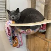 すだちの画像