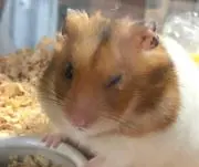 たまちゃん ※プロフィールお読みくださいの画像