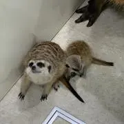 おすずの画像