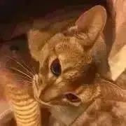ねこの画像