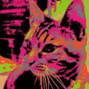 ビケコの画像