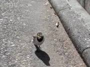 ペックルの画像