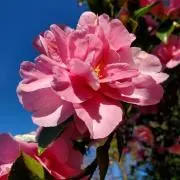花花