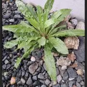 雑草の画像