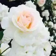 YHの画像