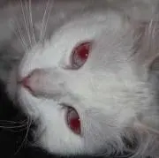ハツミ