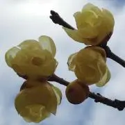あっこちゃん