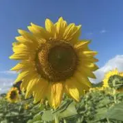 azuazuの画像