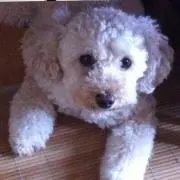 おっさんちゃんねる