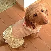 らびらむ