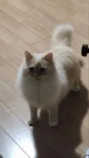 たくみの画像