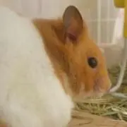 しめじの画像