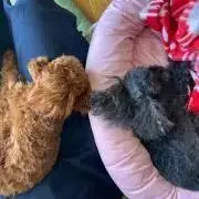 あも