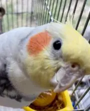 pon popopp