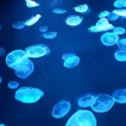 美雲の画像