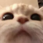 Soriの画像