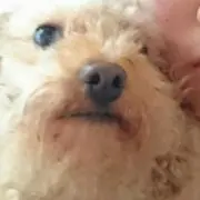 Tiamyu