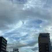 ゆりの画像