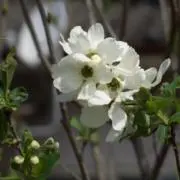 field Islandの画像