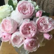 セシリアの画像