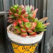 Chiruの画像