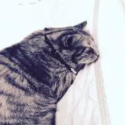 seedの画像