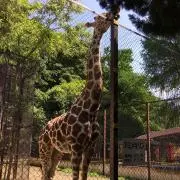 キリン