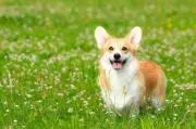 ドリトスの画像
