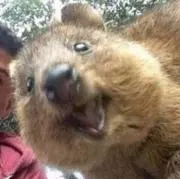 ピグモン