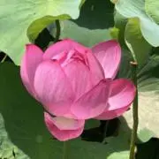 ヨルの画像